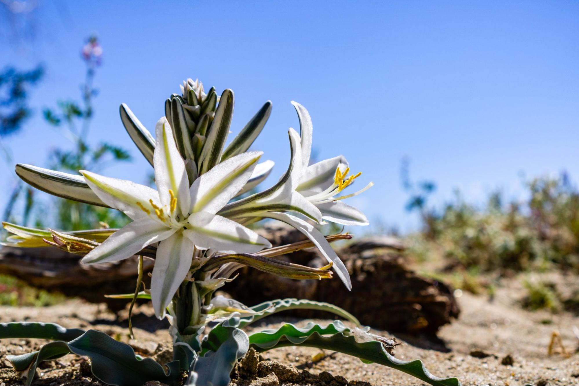 desert-lilies-are-more-fragrant-at-night